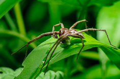 Pająk - Araneae