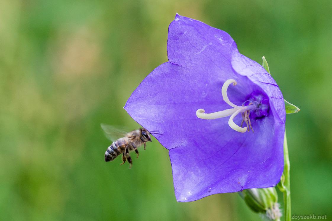 Kwiatek i pszczółka - czyli zapylanie. :)