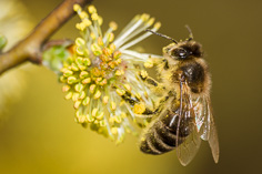 Pszczoła - Apis