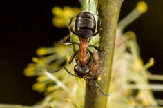 Mrówka rudnica - Formica rufa