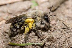 Pszczolinka napiaskowa - Andrena vaga