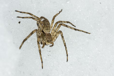 Pająk na śniegu - Araneae
