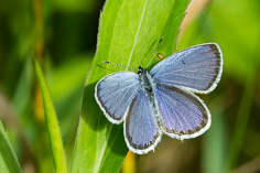 Modraszek - Lycaenidae