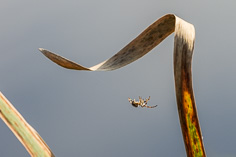 Pająk - Araneae
