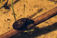 Ślimak wodny - jeden z gatunków zatoczków