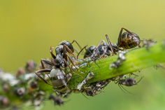 Mszyce i mrówki