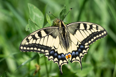 Paź królowej - Papilio machaon